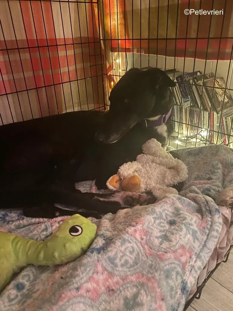 wallace adozione levrieri greyound lurcher 23