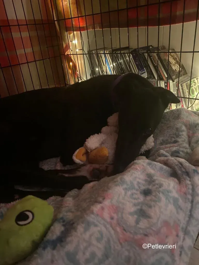 wallace adozione levrieri greyound lurcher 24