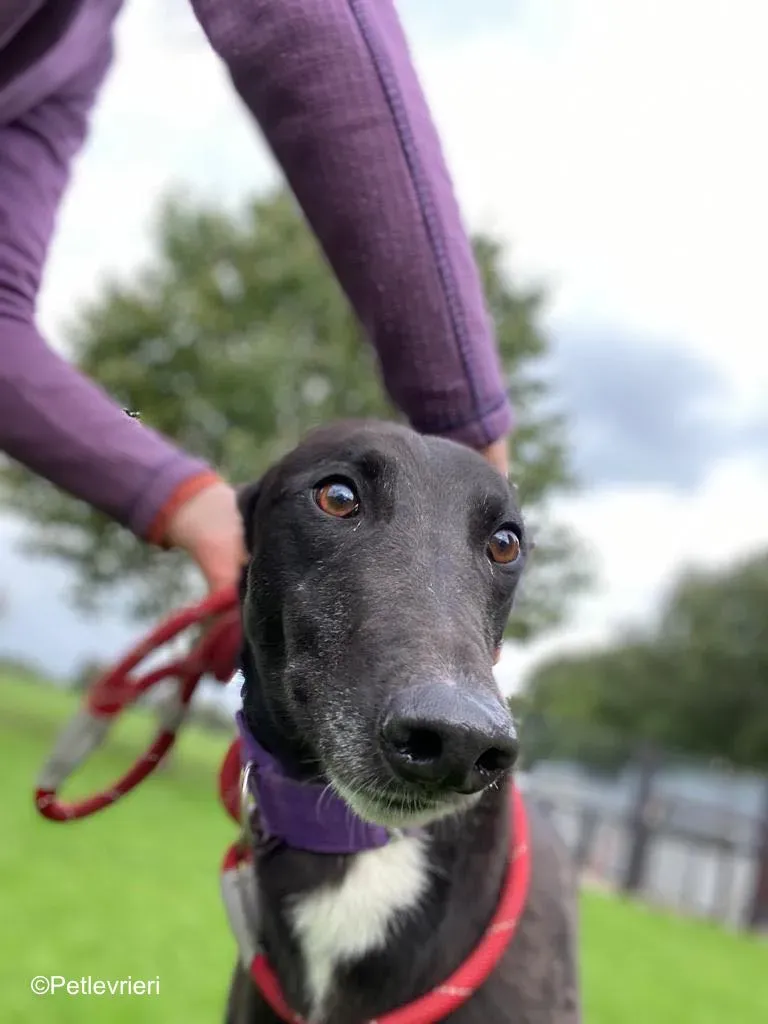 wallace adozione levrieri greyound lurcher 3