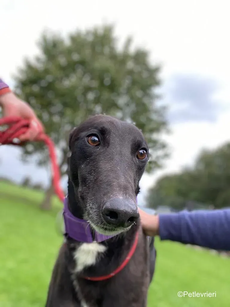 wallace adozione levrieri greyound lurcher 4