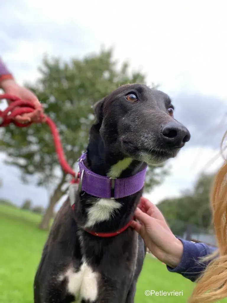 wallace adozione levrieri greyound lurcher 5
