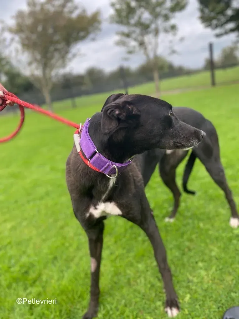 wallace adozione levrieri greyound lurcher 6