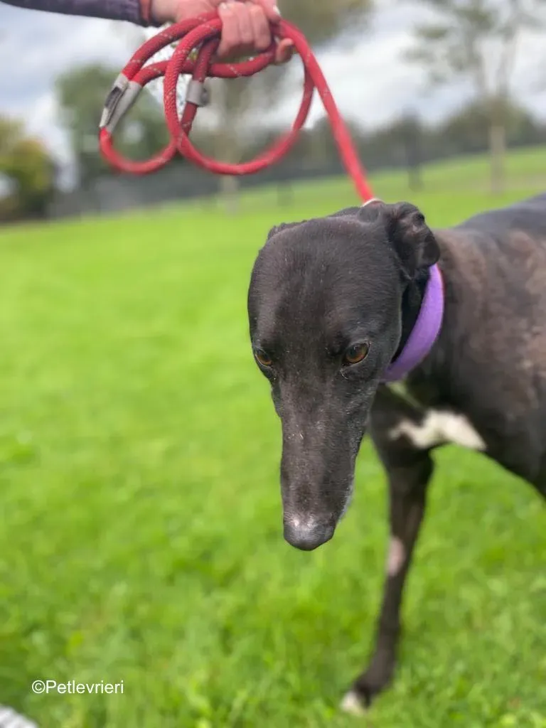 wallace adozione levrieri greyound lurcher 7