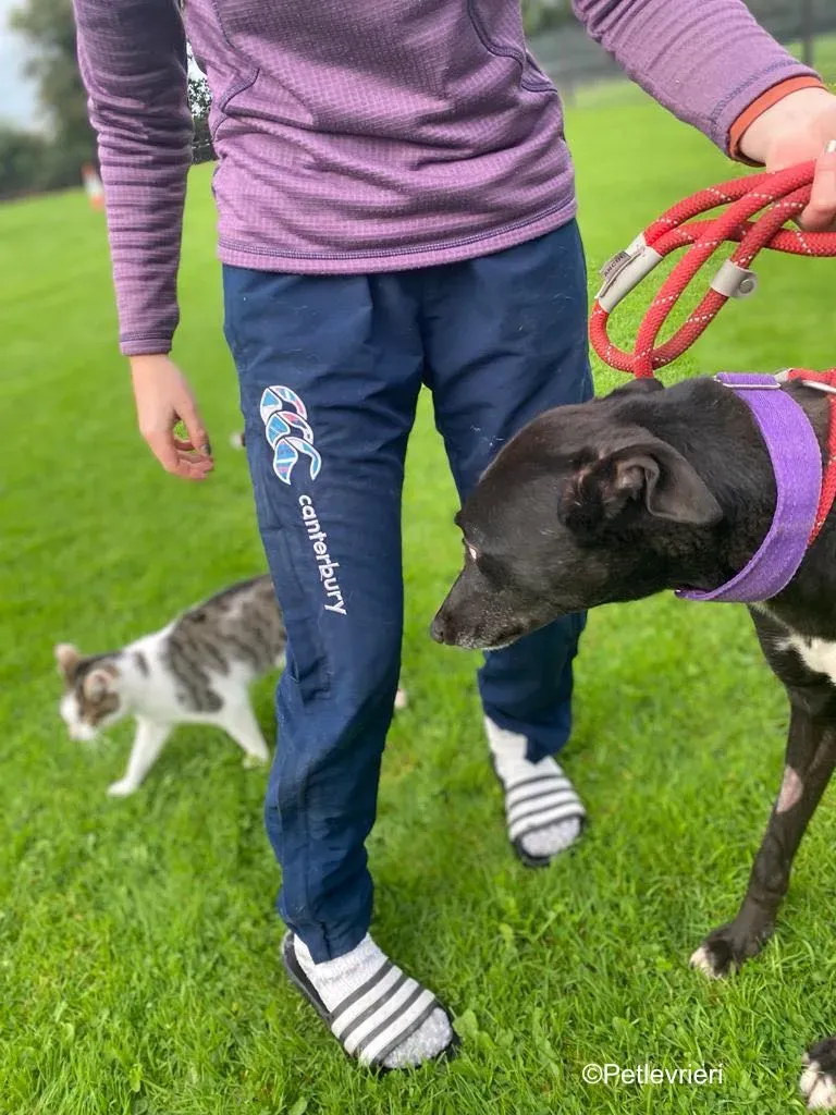 wallace adozione levrieri greyound lurcher 8