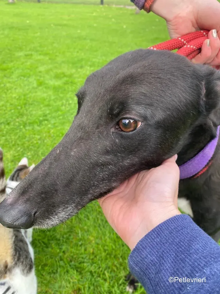 wallace adozione levrieri greyound lurcher 9