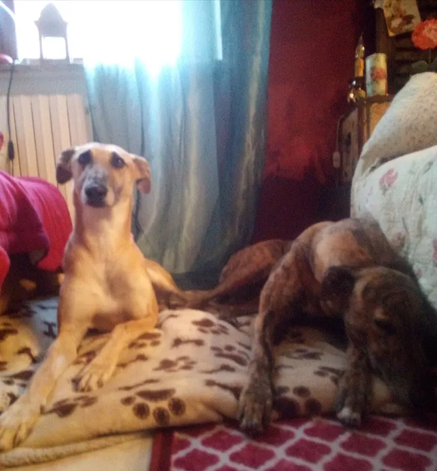 walter galgo adozione levriero familyfoster 1