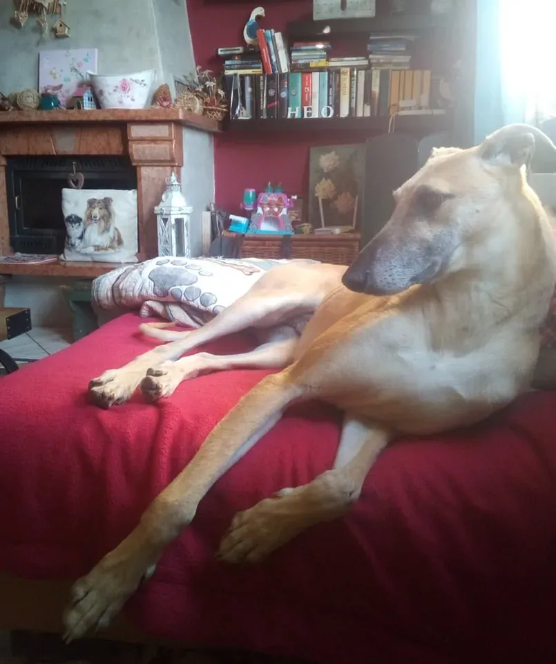 walter galgo adozione levriero familyfoster 2