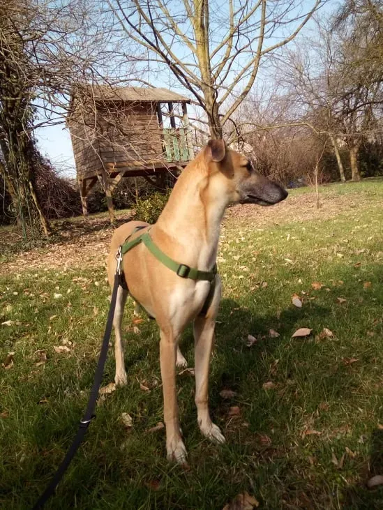 walter galgo adozione levriero familyfoster 3