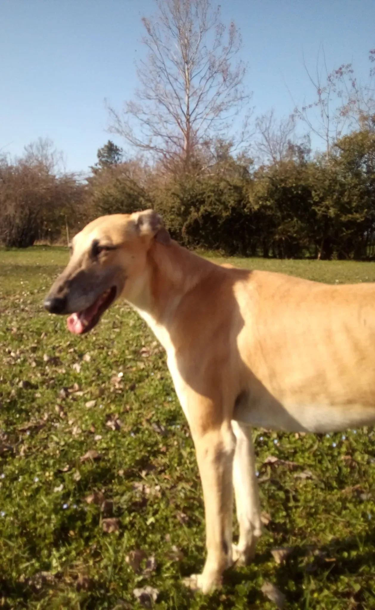 walter galgo adozione levriero familyfoster 4