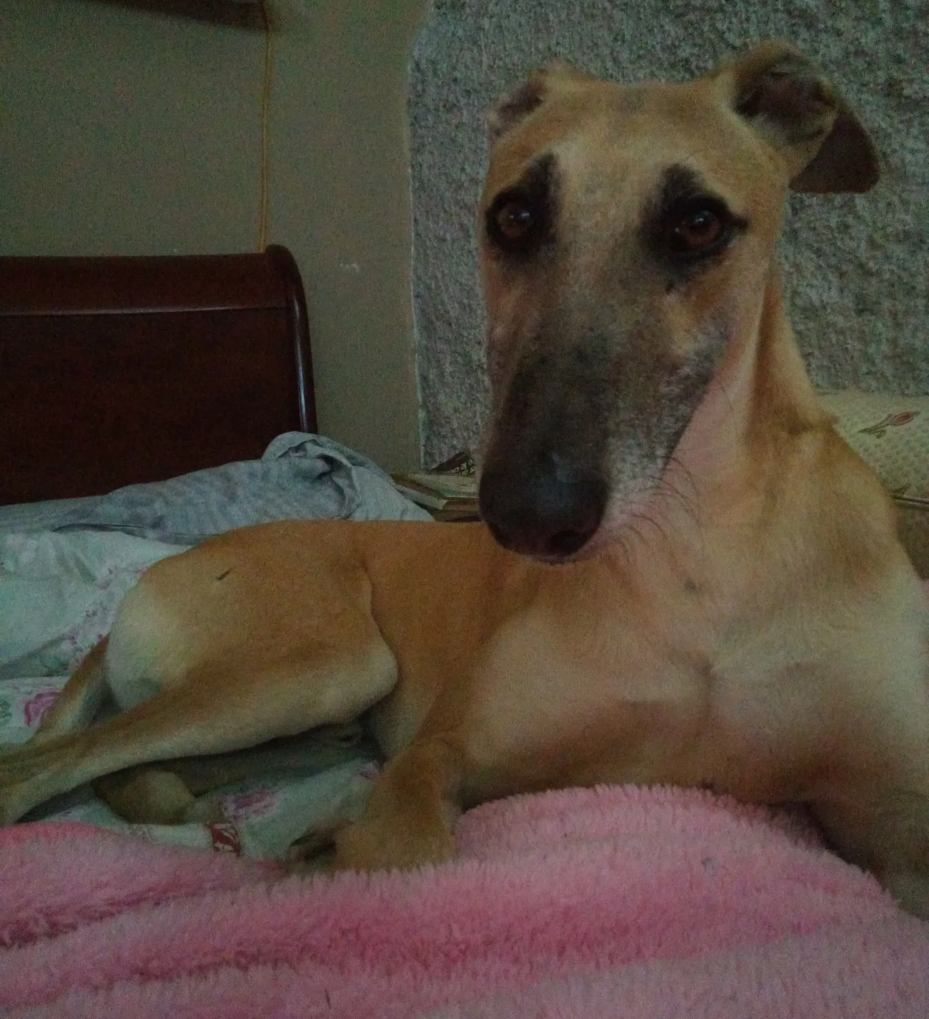 walter galgo adozione levriero familyfoster 5