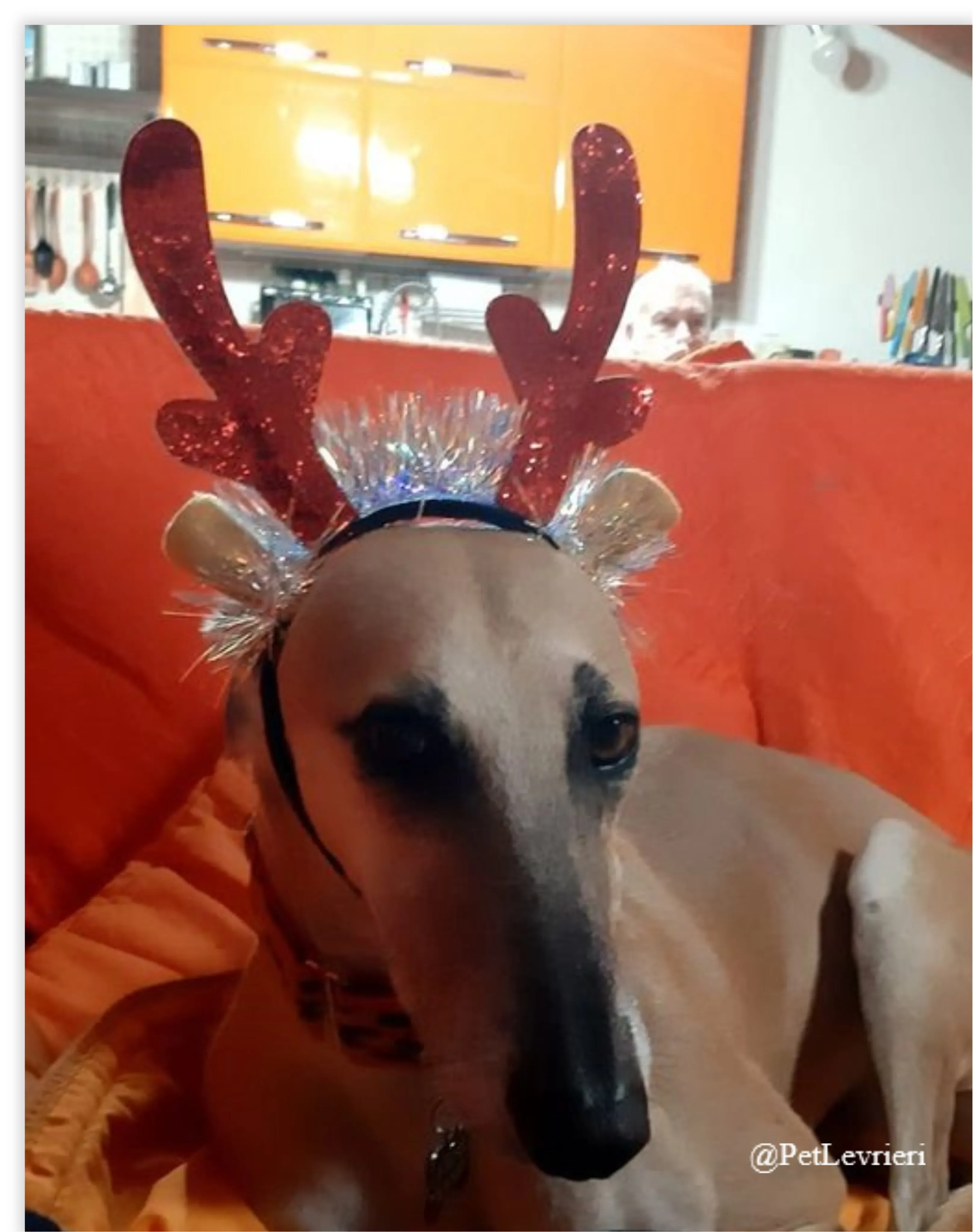 walter pet levrieri natale 2021