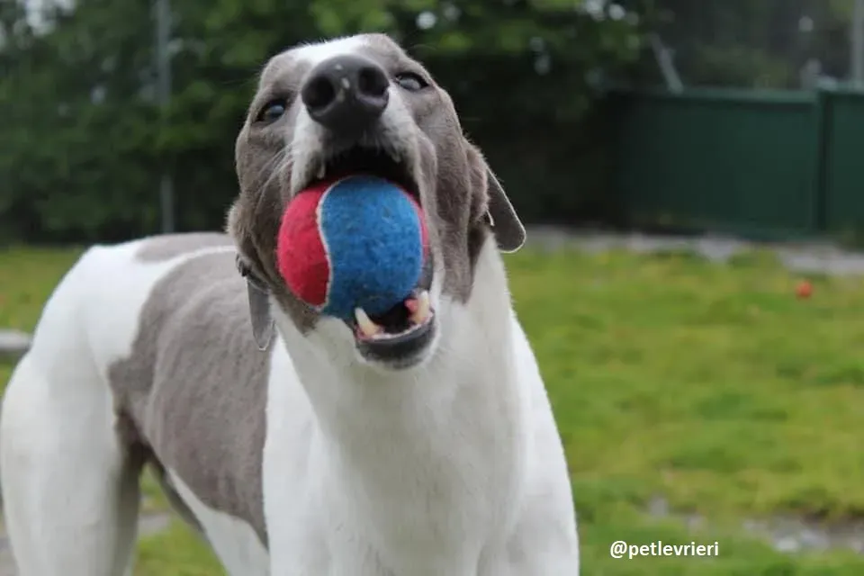 watson adozione greyhound 1 1