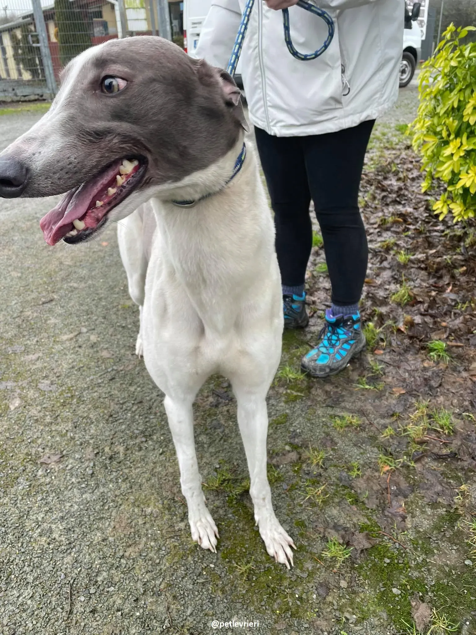 watson adozione greyhound 1