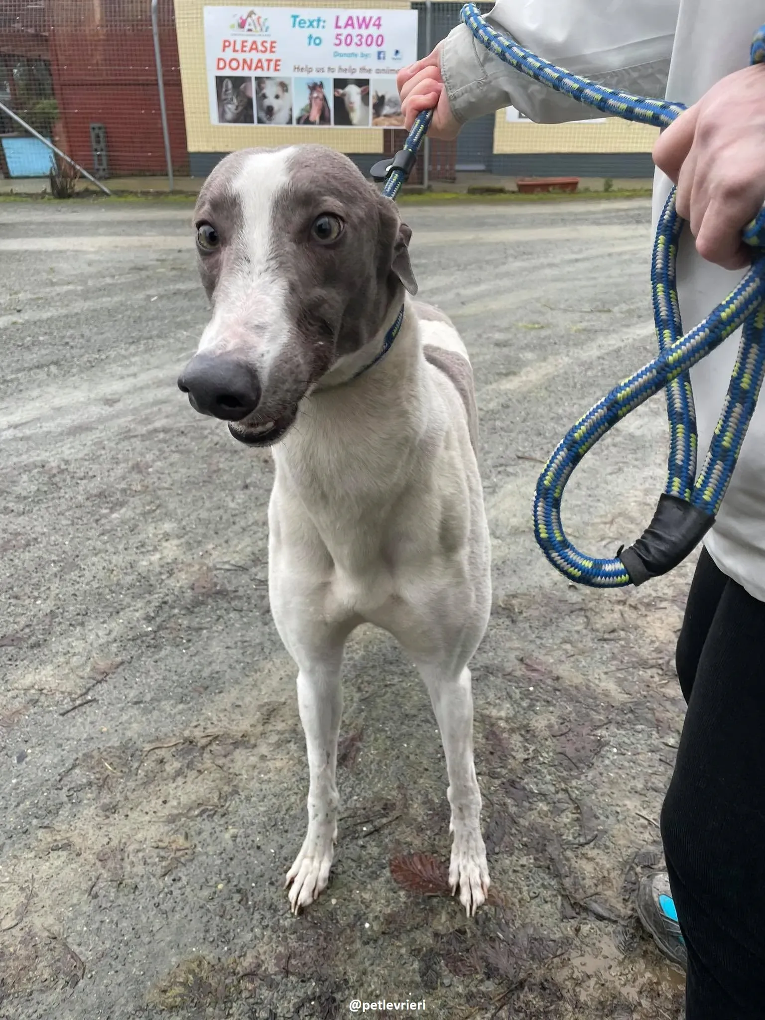 watson adozione greyhound 10