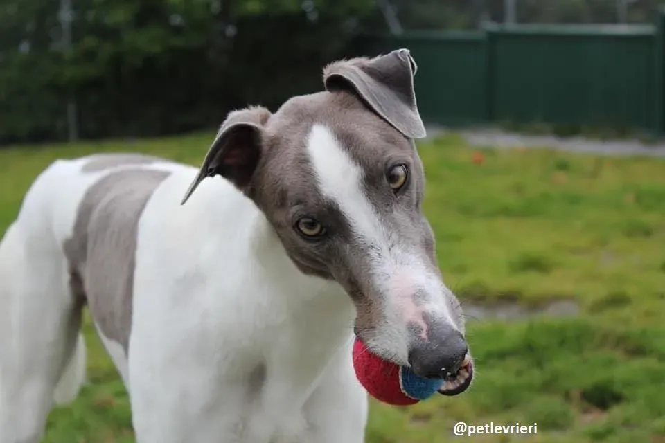 watson adozione greyhound 12