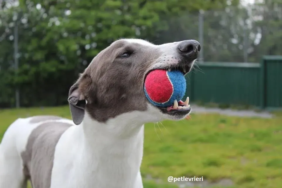 watson adozione greyhound 2 1