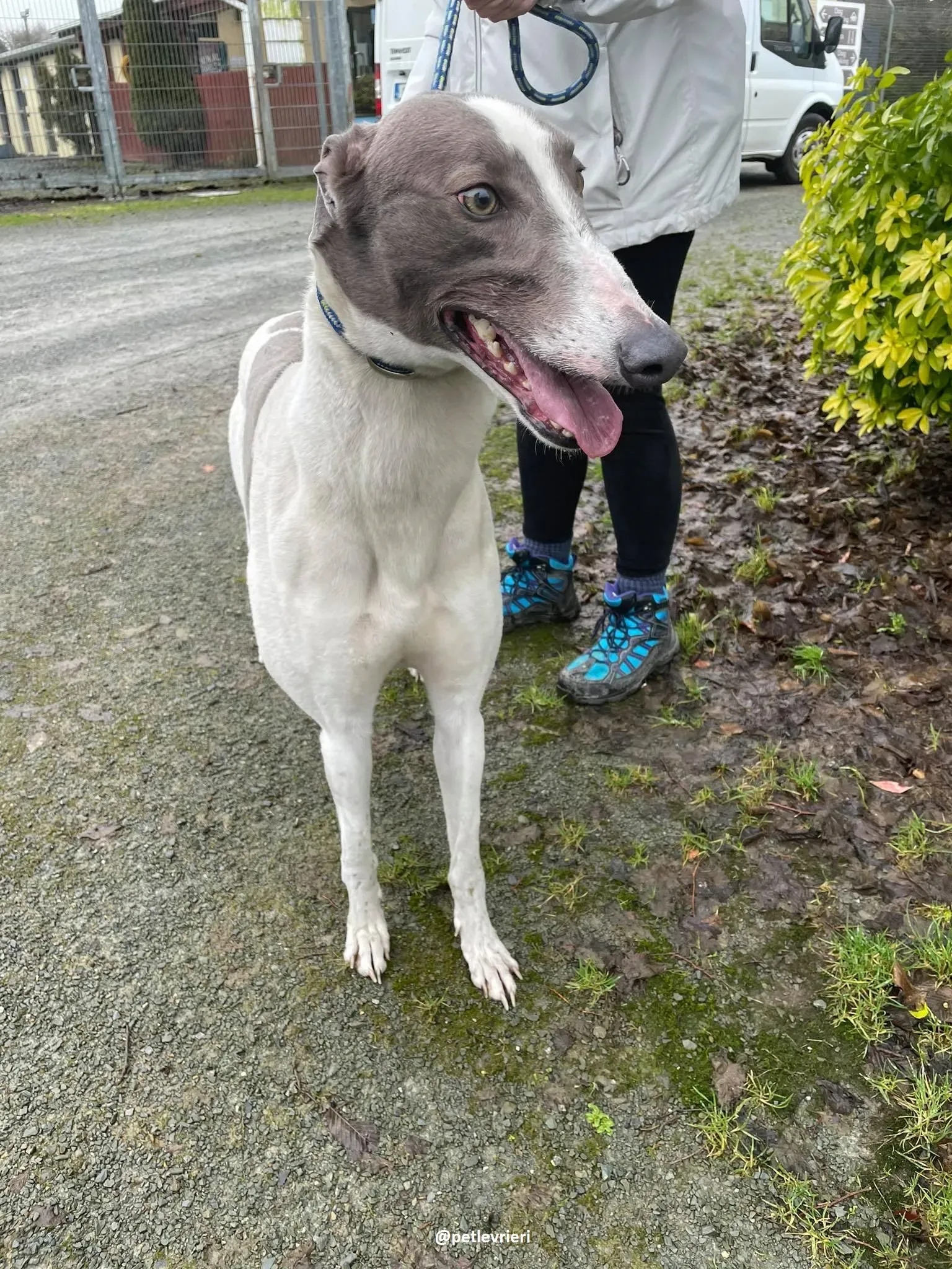 watson adozione greyhound 2