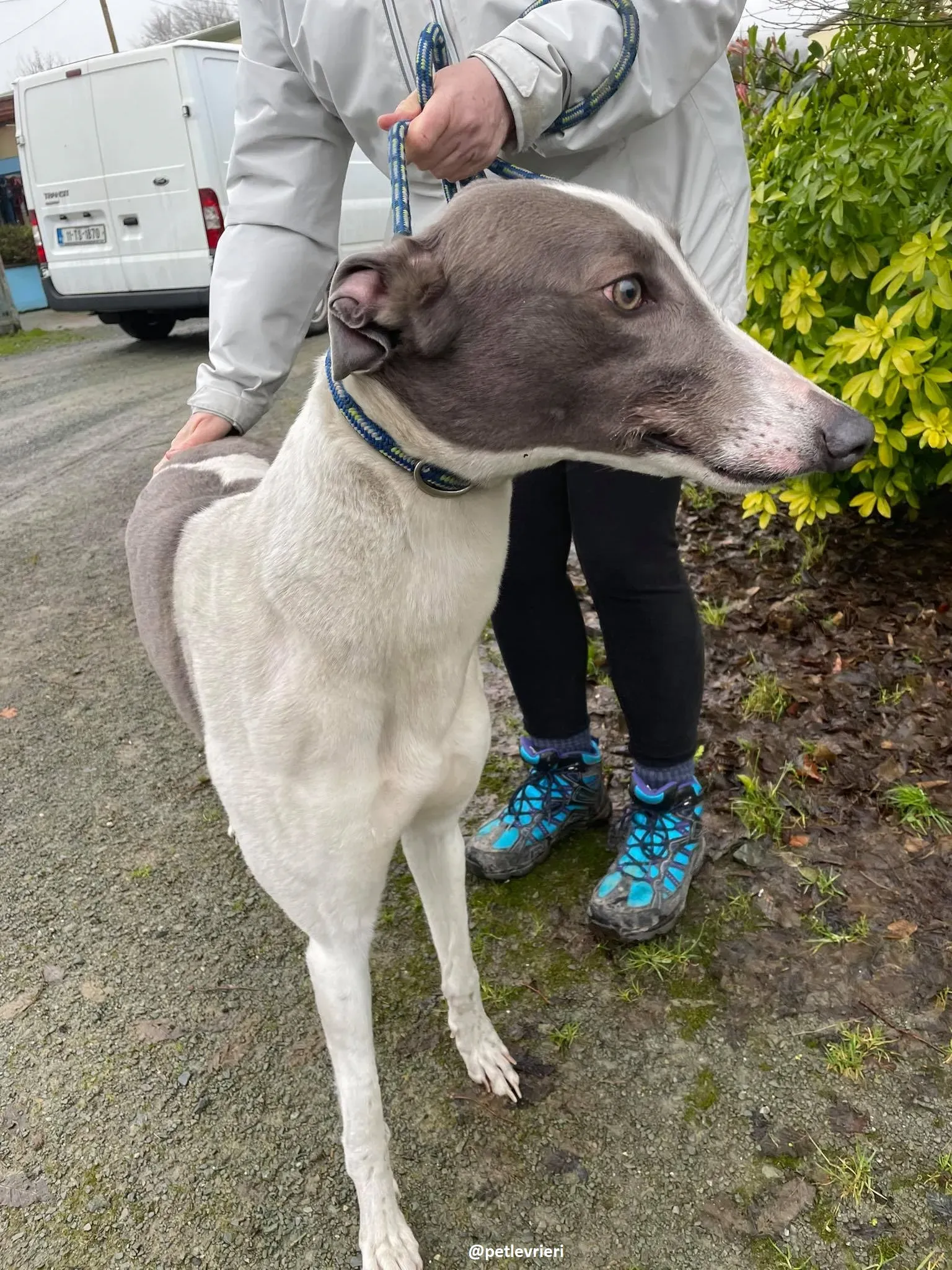 watson adozione greyhound 3