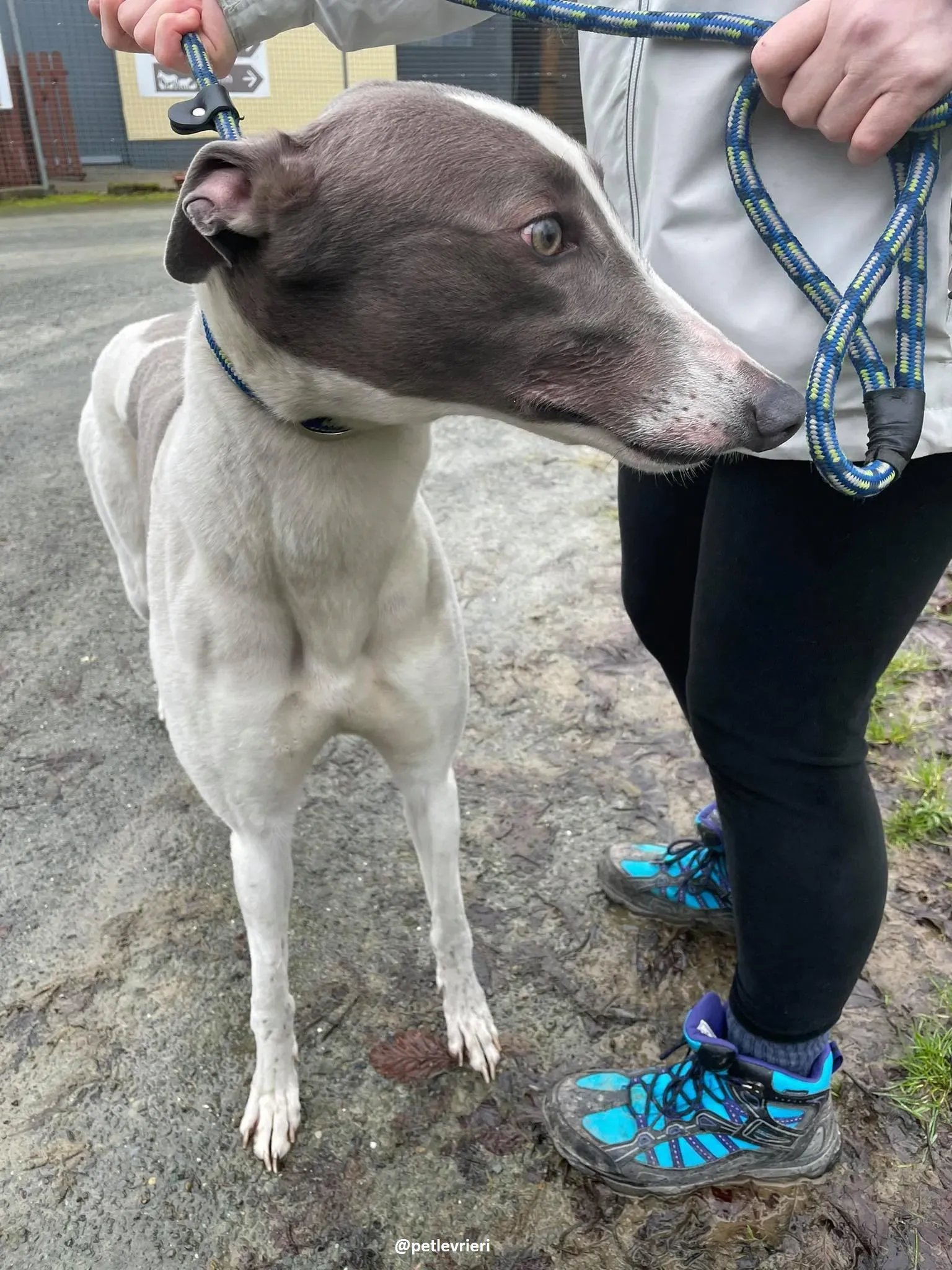 watson adozione greyhound 4