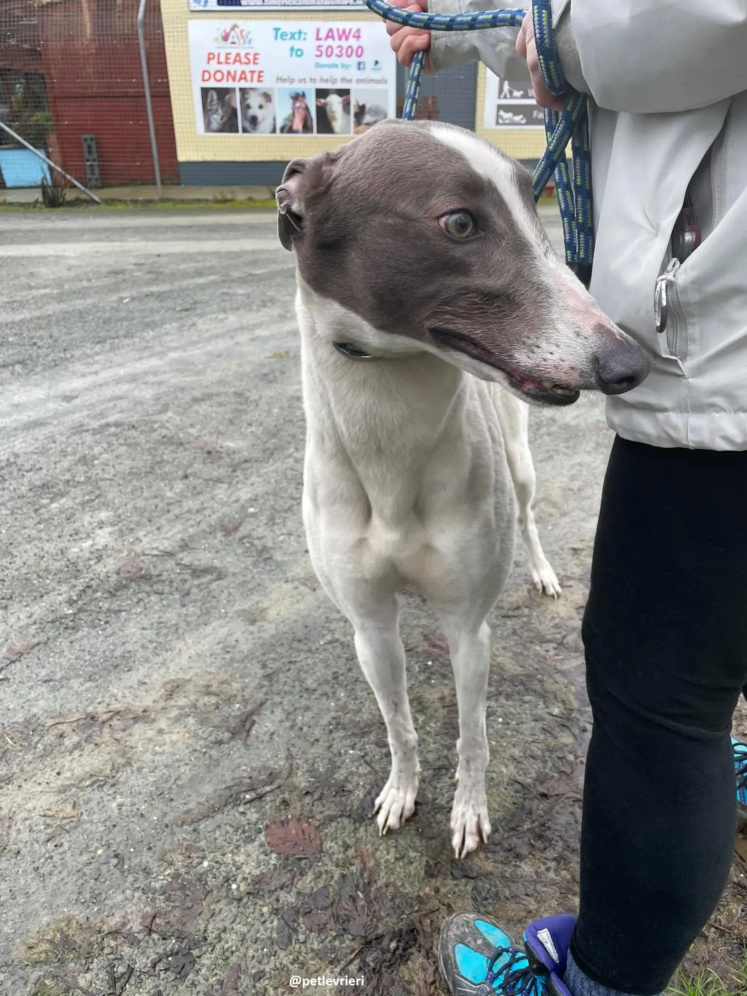 watson adozione greyhound 5