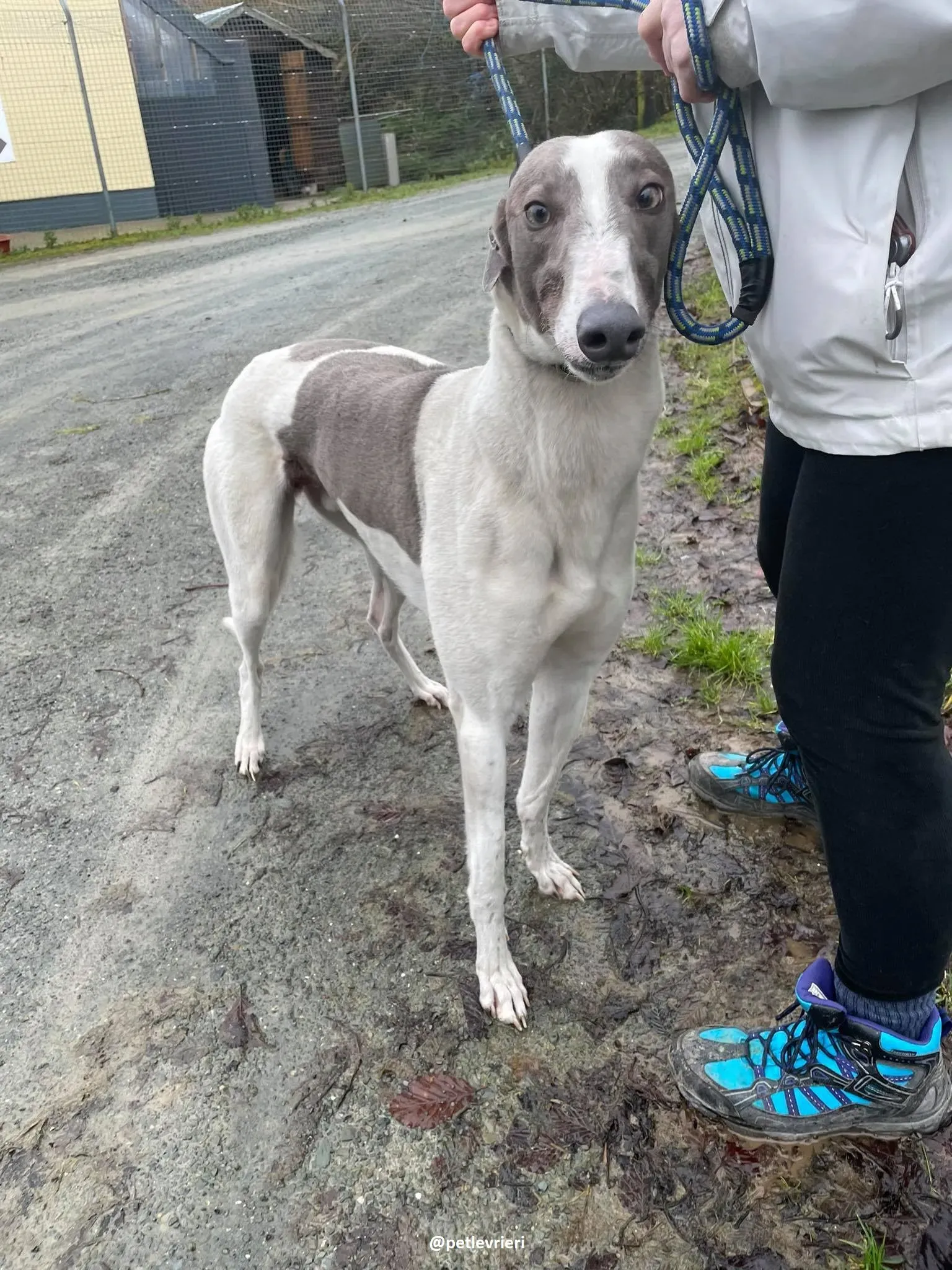 watson adozione greyhound 6