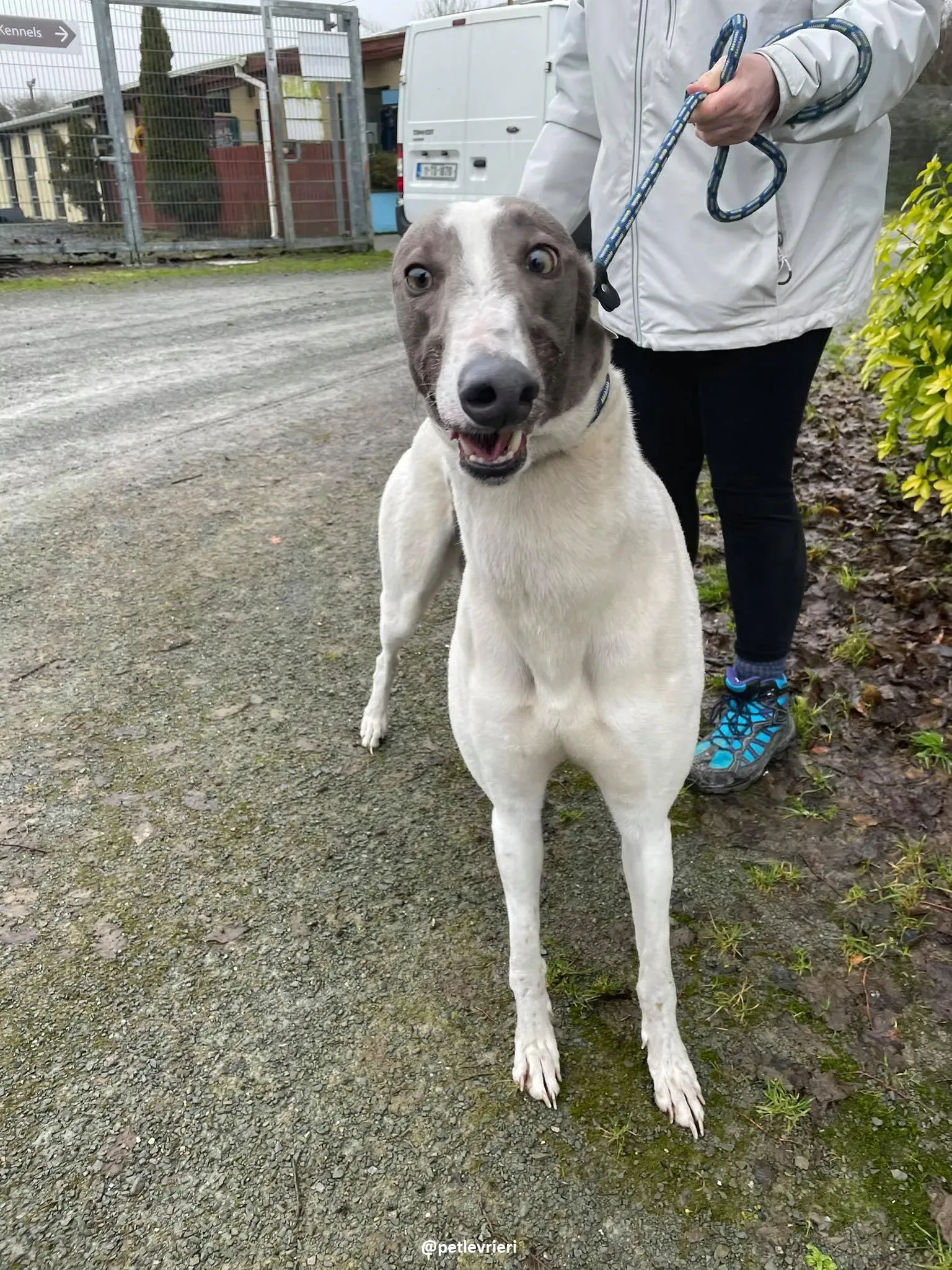 watson adozione greyhound 7