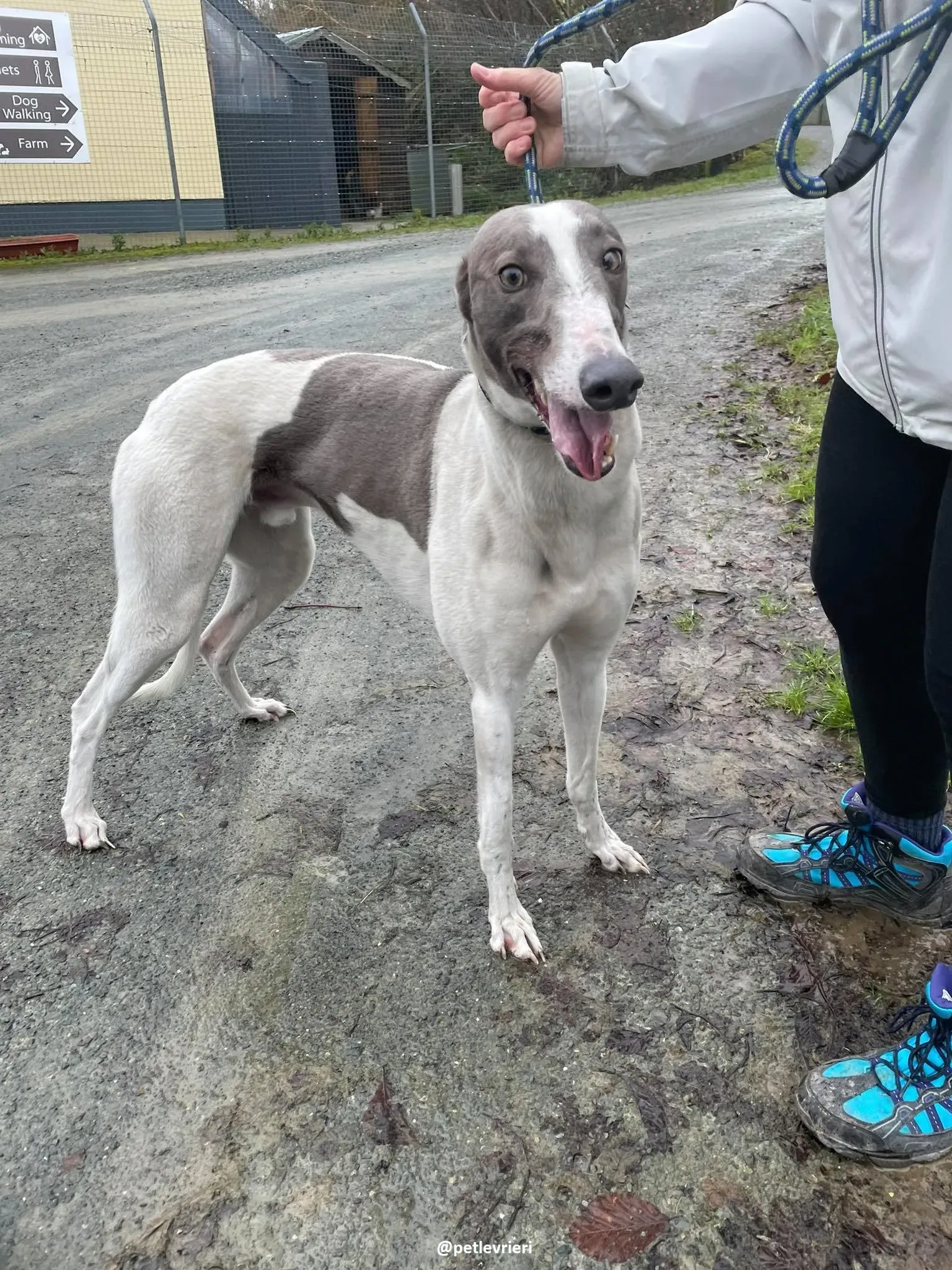 watson adozione greyhound 8