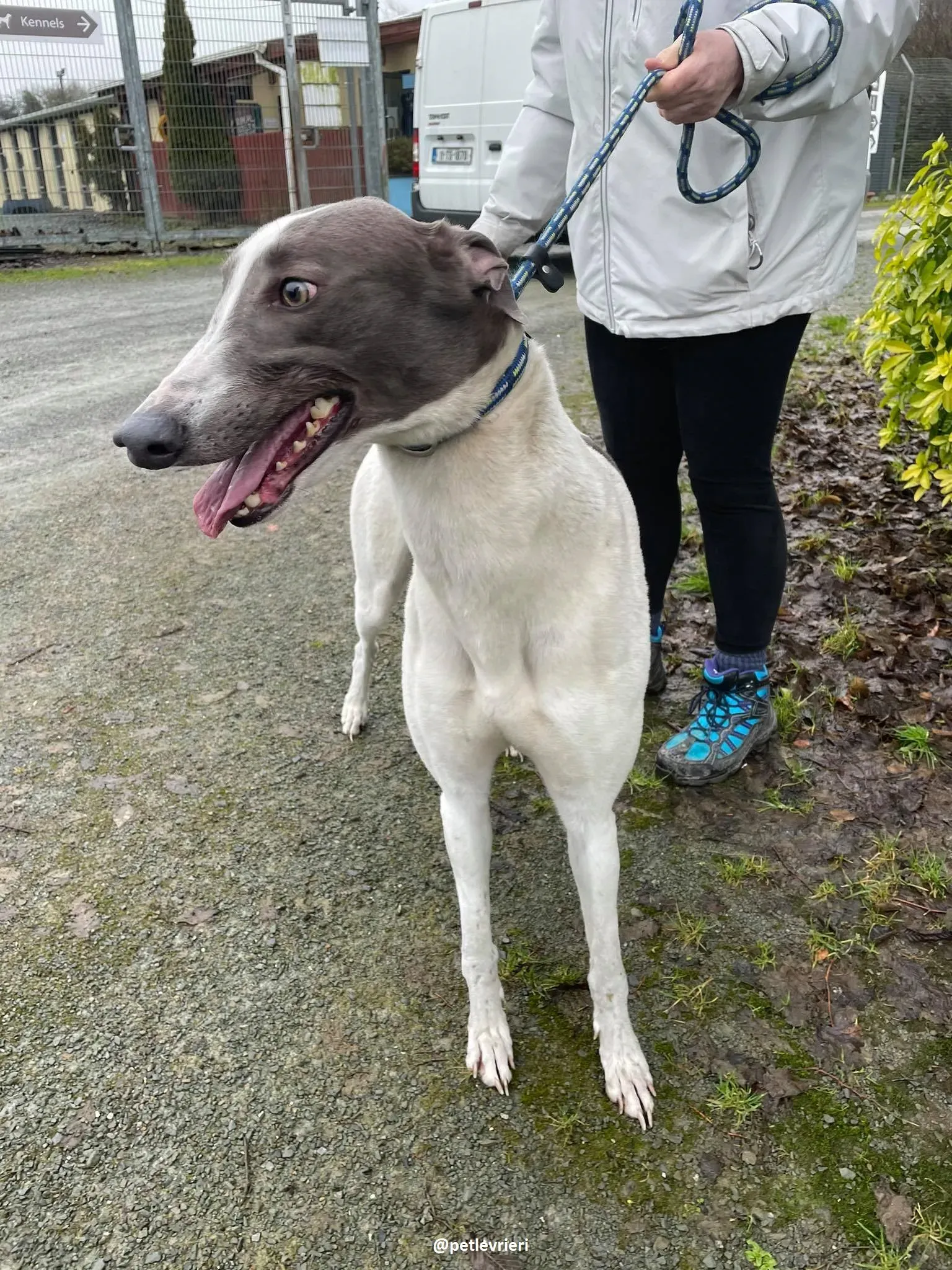 watson adozione greyhound 9