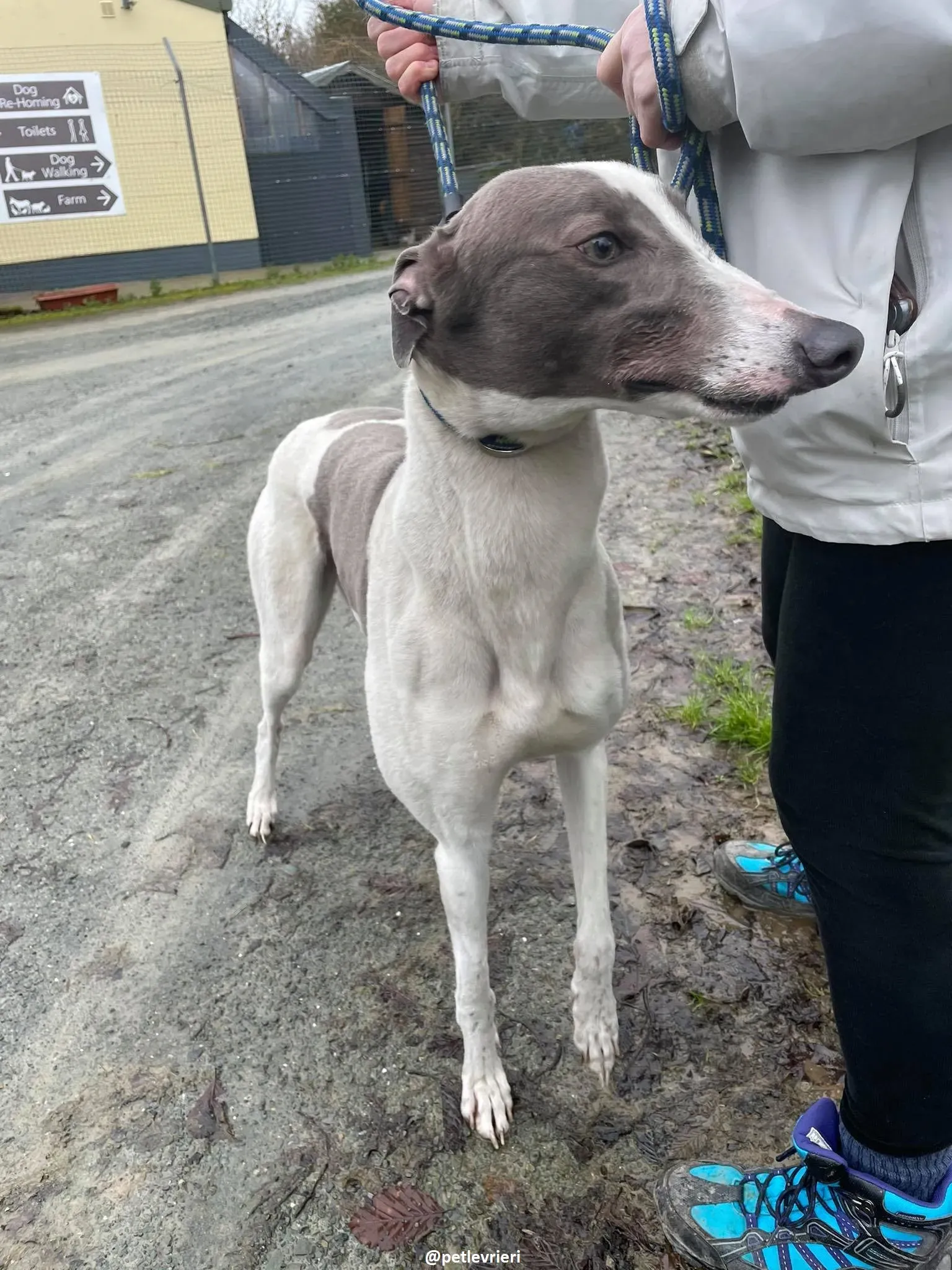 watson adozione greyhound