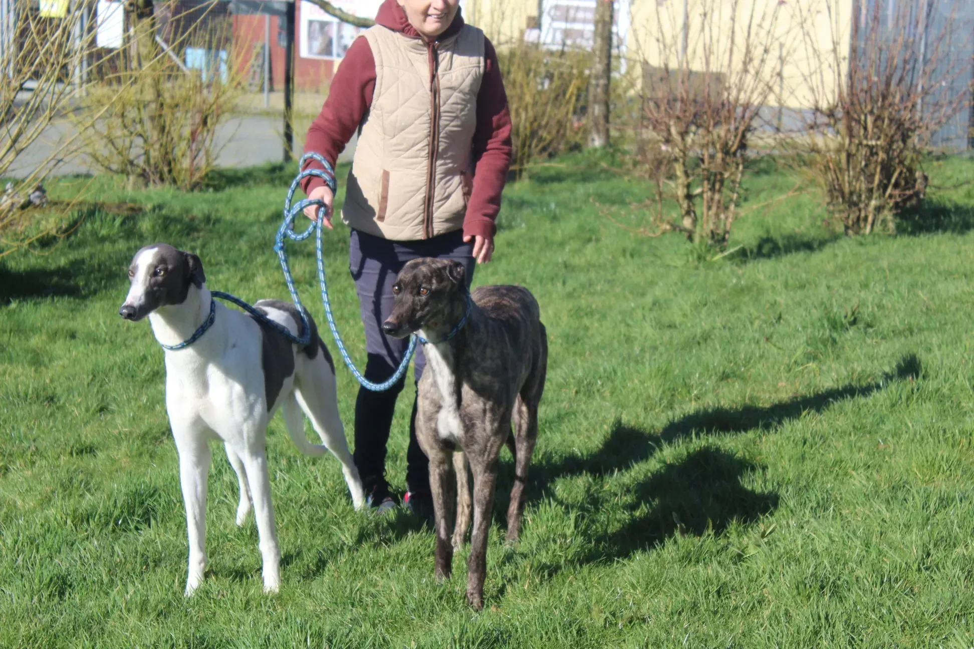 watson e lily adozione levrieri greyhound