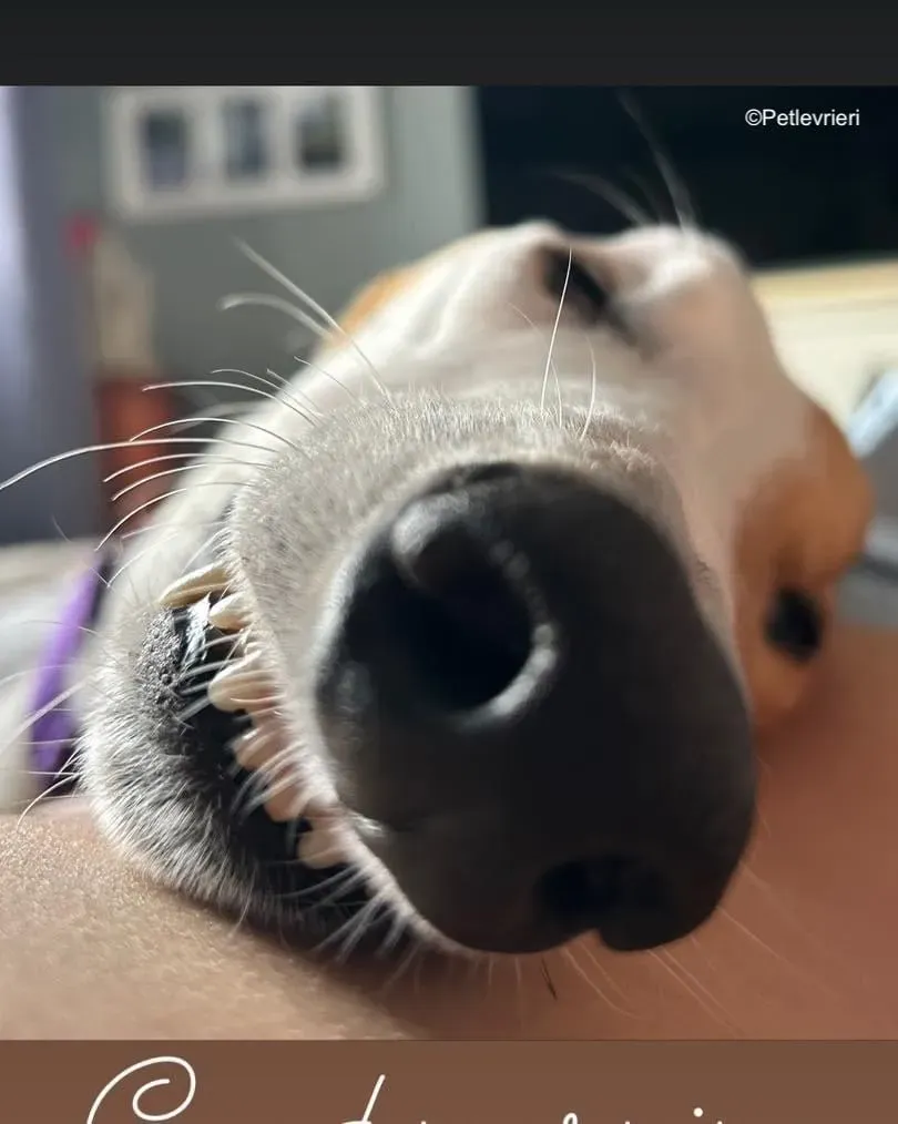 wednesday adozione levrieri greyhound 1 1