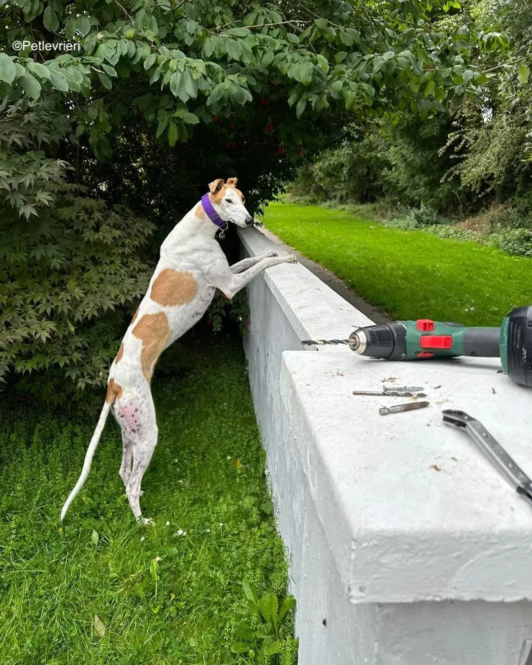 wednesday adozione levrieri greyhound 2 1