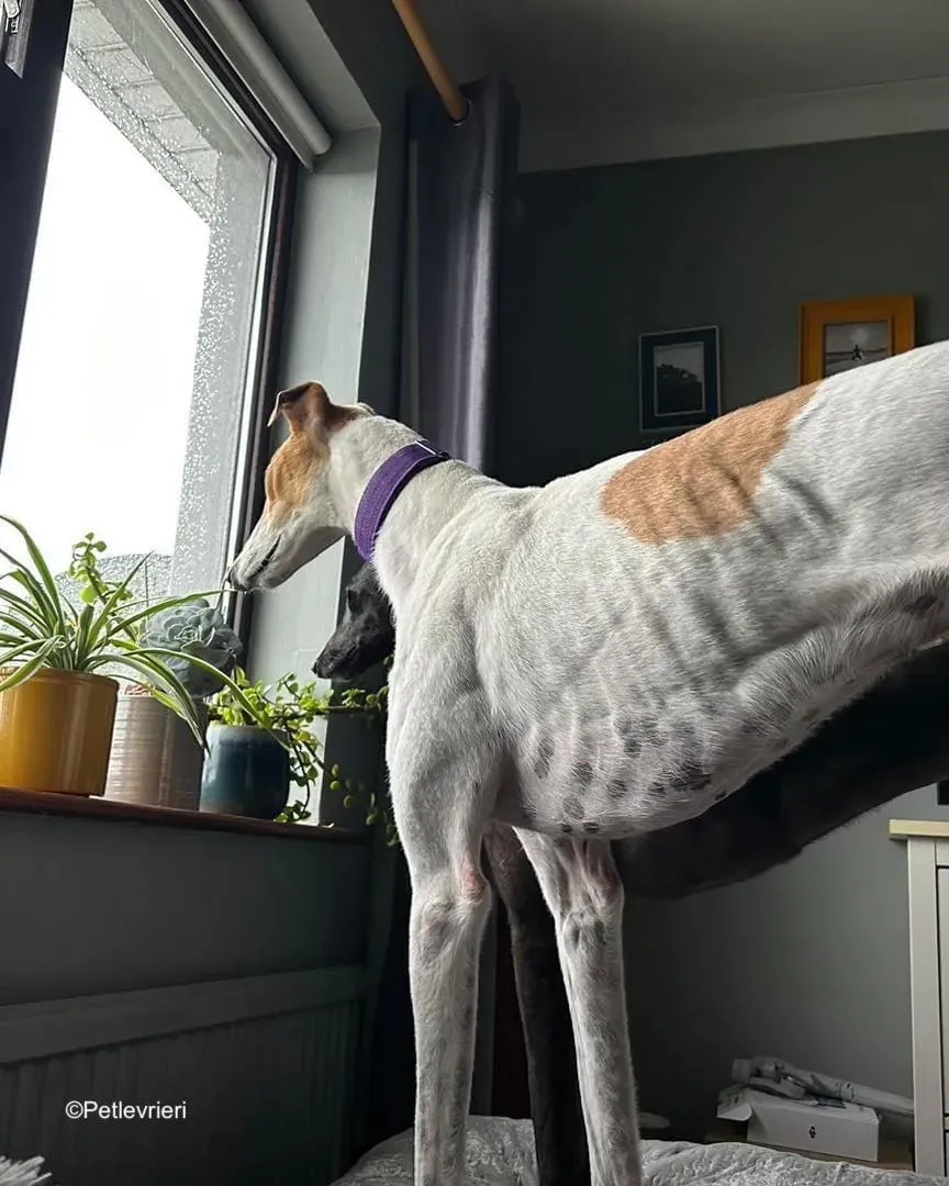 wednesday adozione levrieri greyhound 3 1