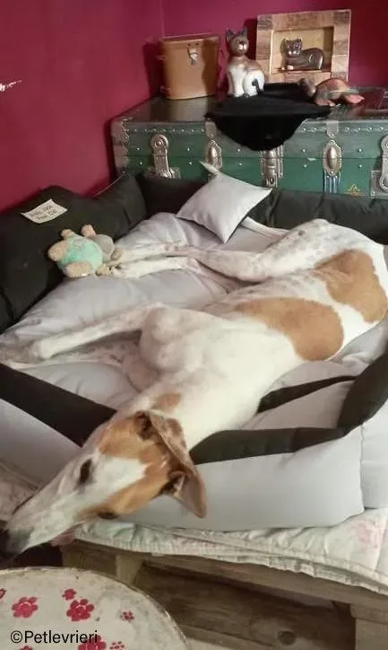 wednesday galgo pet levrieri felici casa1 2