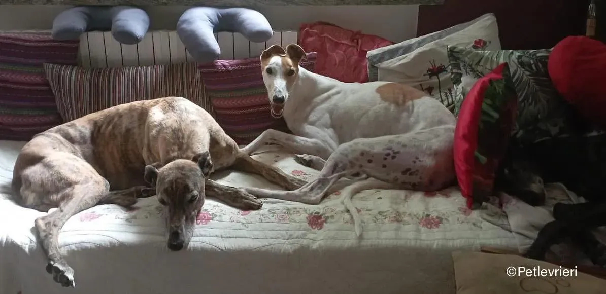 wednesday galgo pet levrieri felici casa3