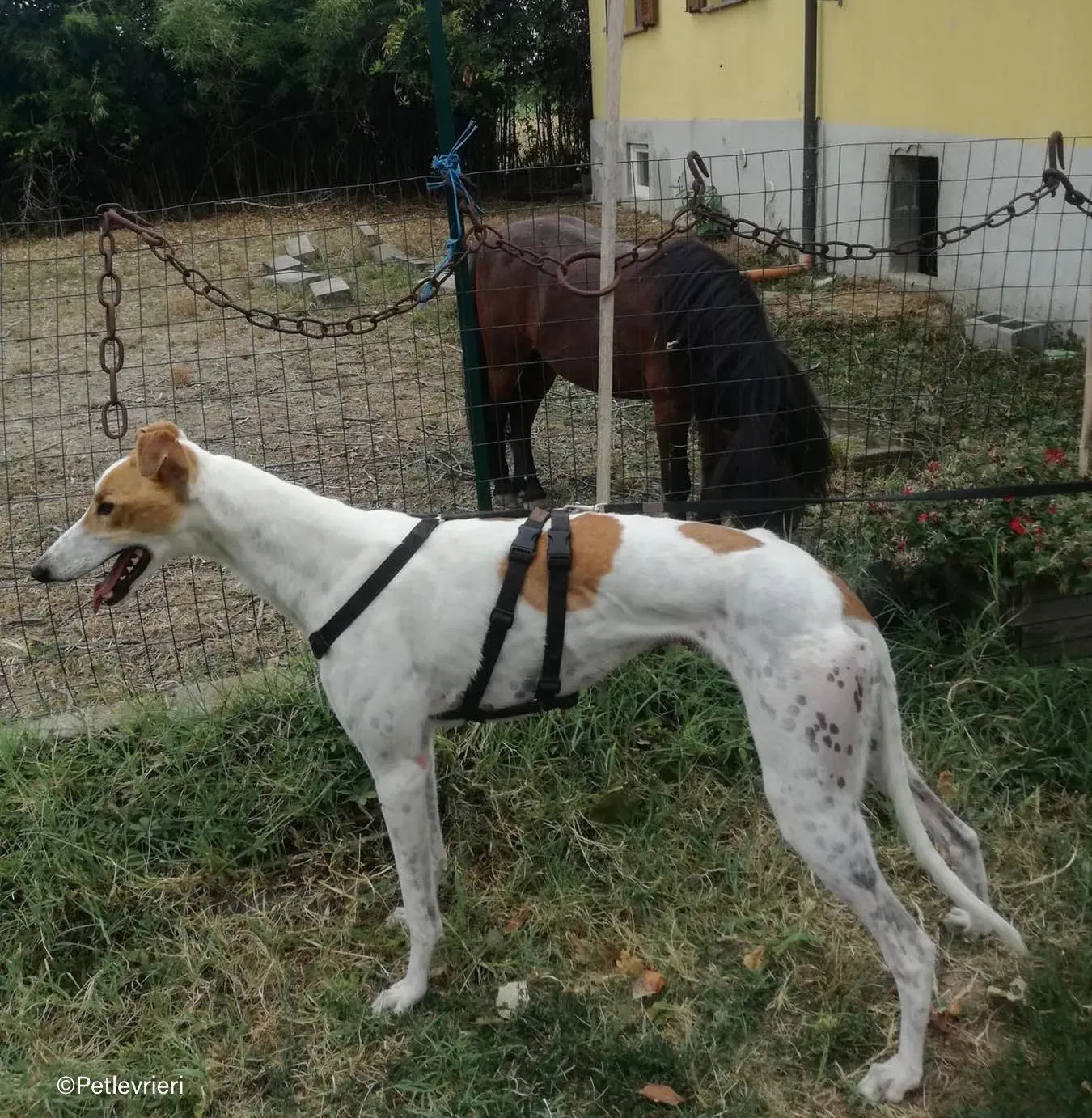 wednesday galgo pet levrieri felici casa4