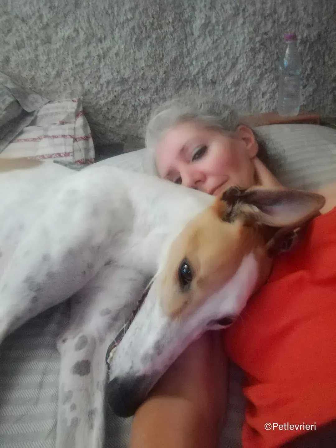 wednesday galgo pet levrieri felici casa5 1