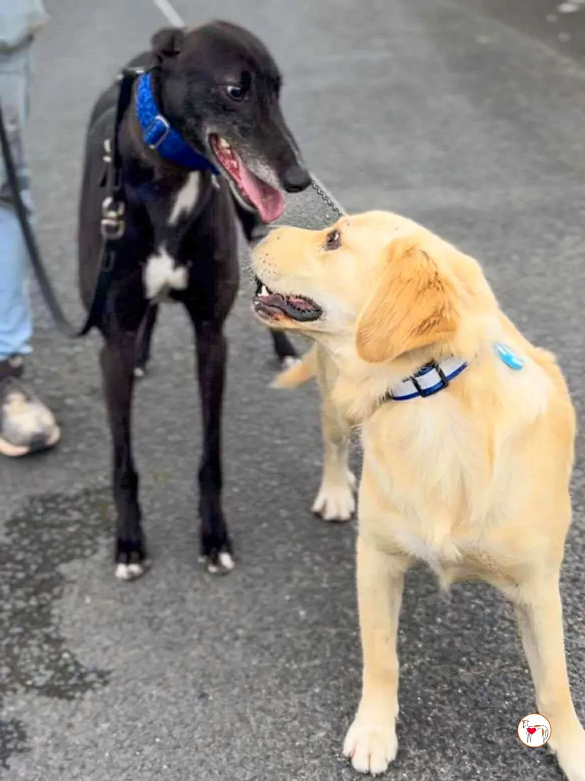 wes grey adozione 01