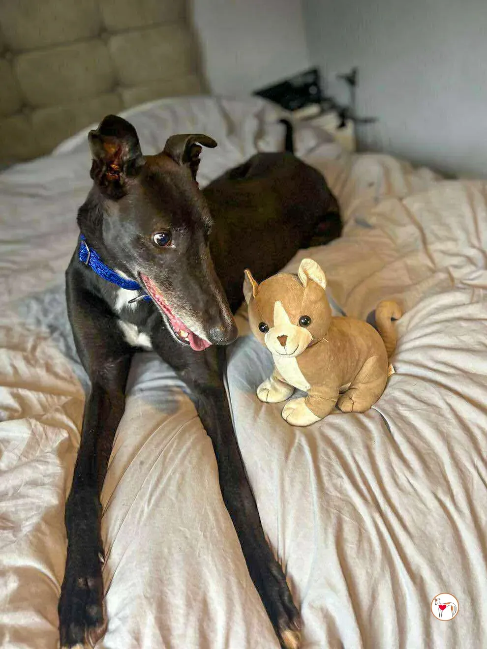 wes grey adozione 010