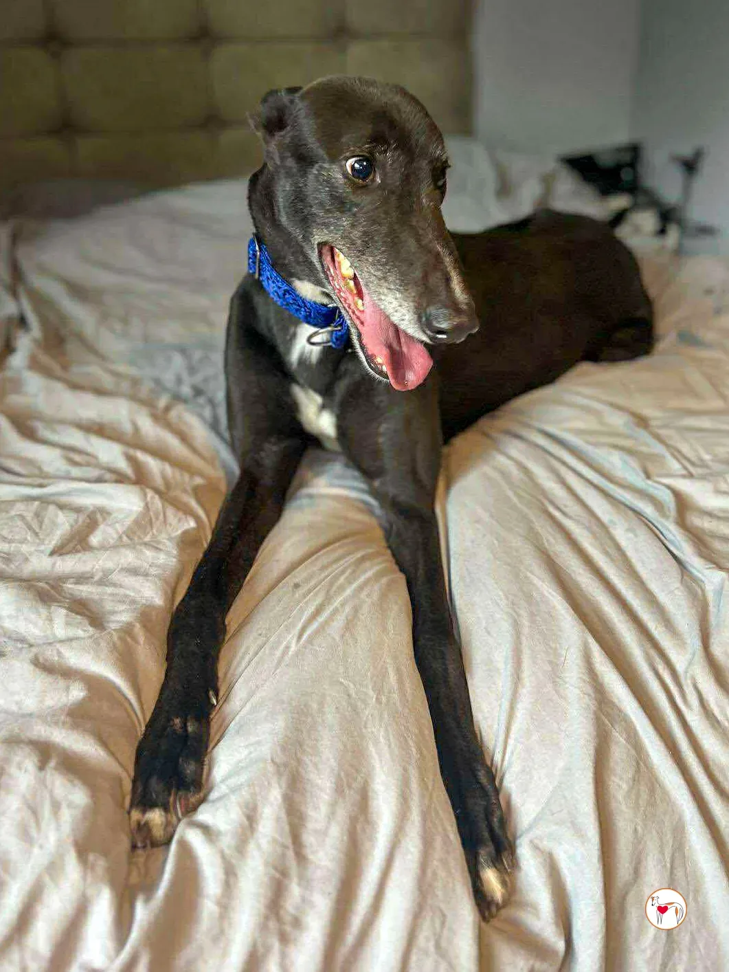 wes grey adozione 011