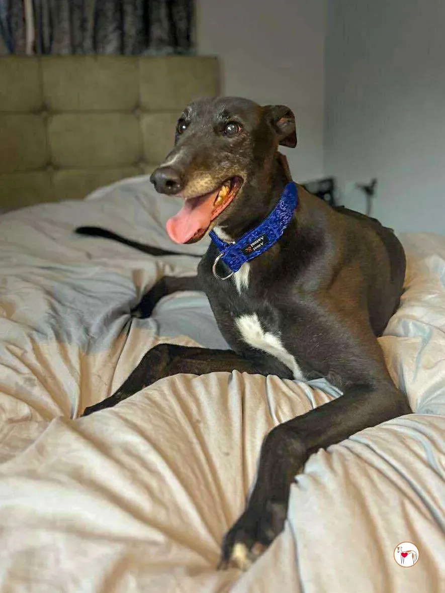 wes grey adozione 012