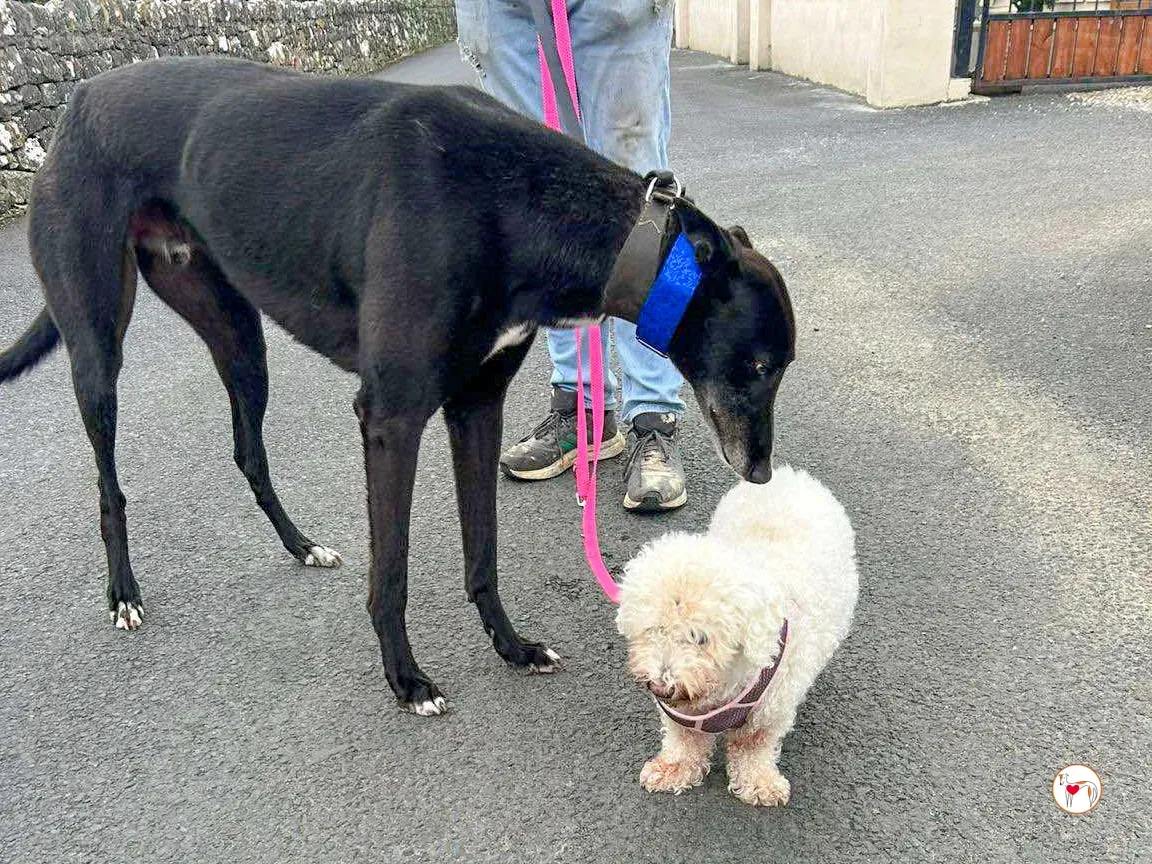 wes grey adozione 02