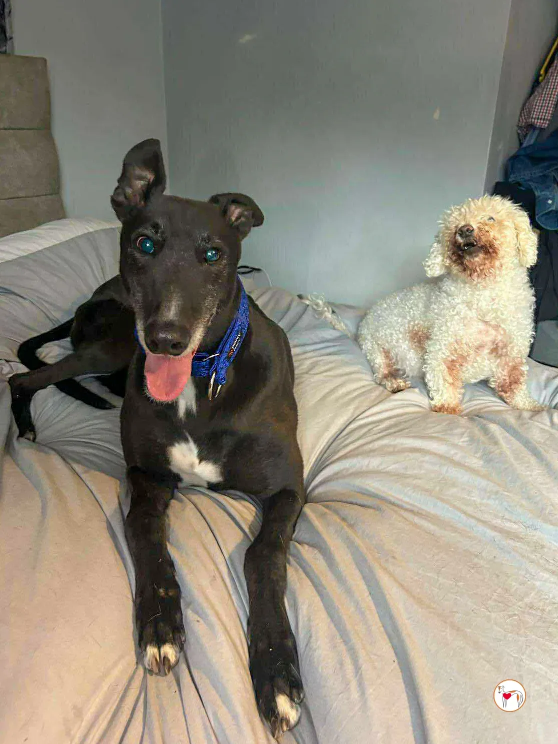 wes grey adozione 03