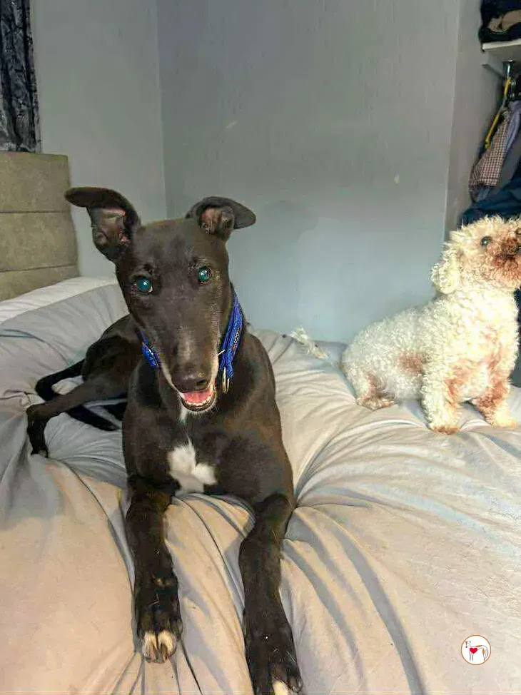 wes grey adozione 04