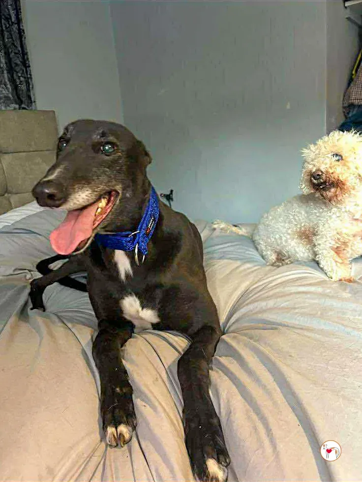 wes grey adozione 05