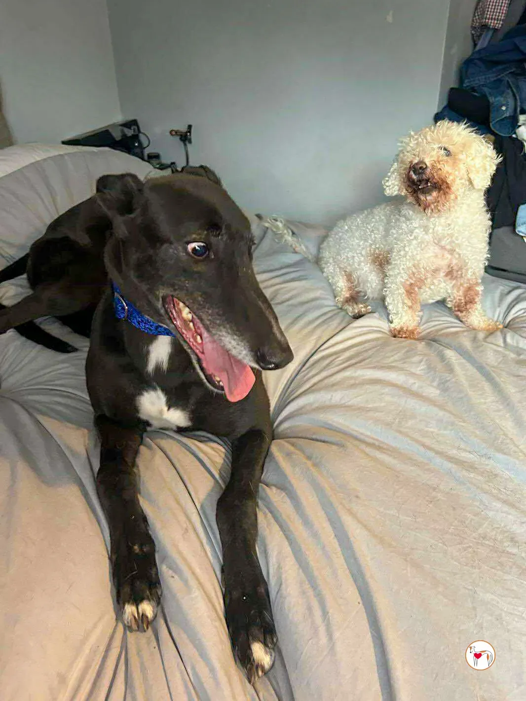 wes grey adozione 06