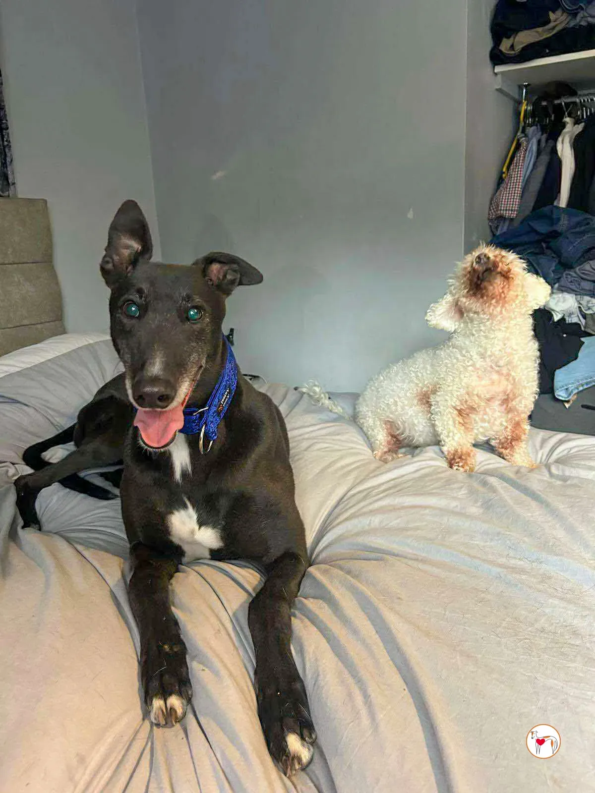 wes grey adozione 07