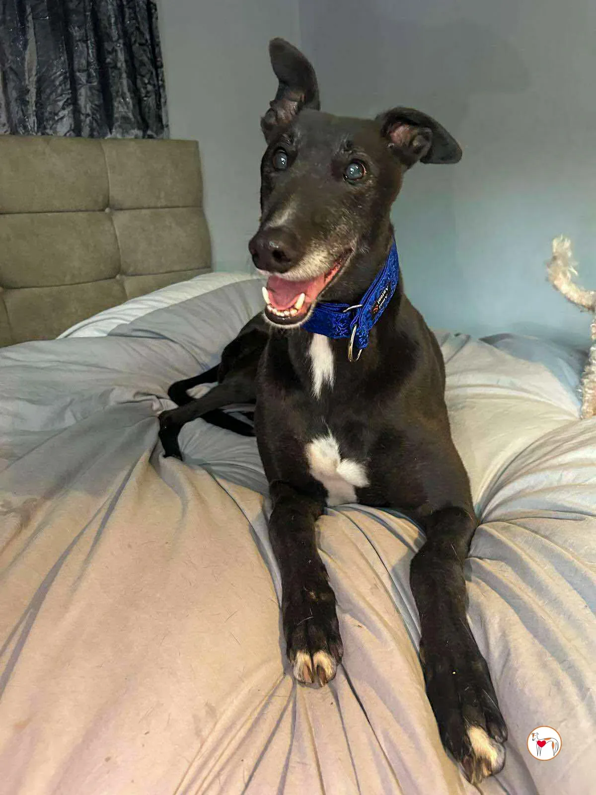 wes grey adozione 08