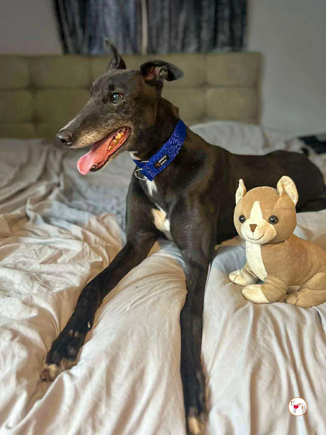 wes grey adozione 09