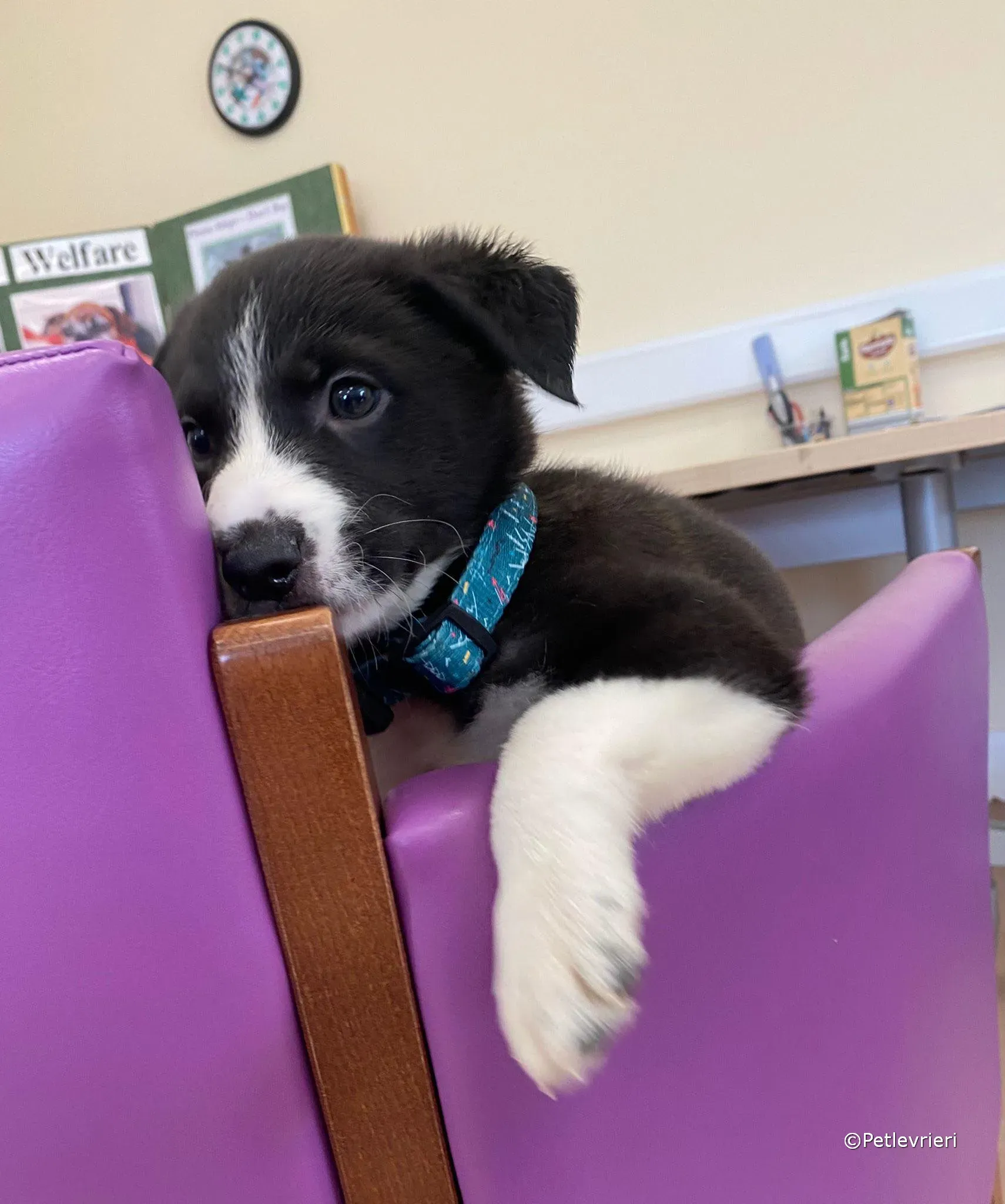 wesley adozione greyhound petlevrieri 01 1